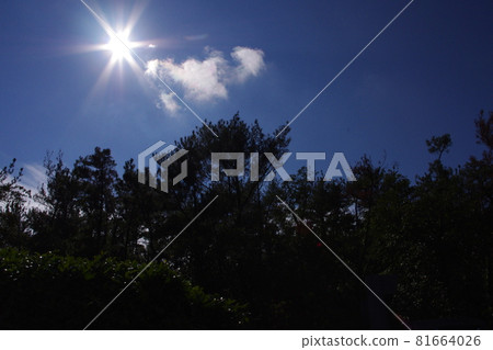 天空、陽光和樹木 81664026