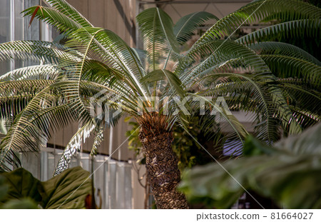 Cycas thouarsii in flowerpot near the window with sunlight. Relaxing time in biophilic interior style. 81664027