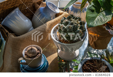 Bautiful cactus in White ceramic vases on glass table near the window with sunlight. 81664028