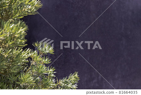 Yew plum pine leaves (Podocarpus macrophyllus). Ornamental plant with beautiful leaves on black background. Yew plum pine leaves (Podocarpus macrophyllus). Ornamental plant with beautiful leaves on black background. 81664035