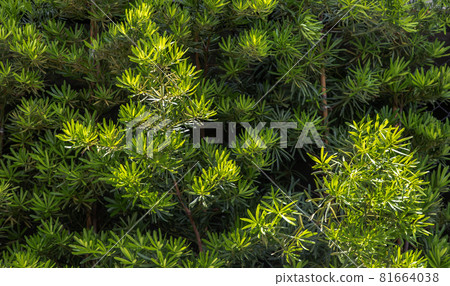 Yew plum pine leaves (Podocarpus macrophyllus). Ornamental plant with beautiful leaves. Yew plum pine leaves (Podocarpus macrophyllus). Ornamental plant with beautiful leaves. 81664038