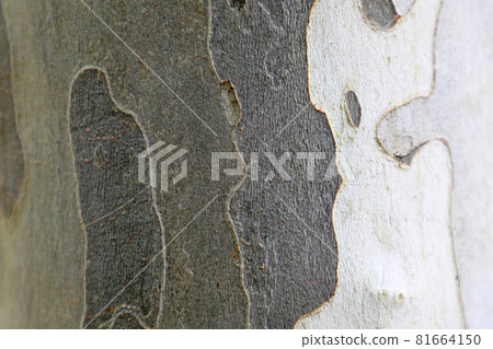 Stem of Platanus Stem of Platanus 81664150