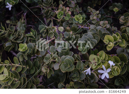 Carissa macrocarpa. white flowers and Green leaves background. Carissa macrocarpa. white flowers and Green leaves background. 81664249