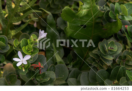 Carissa macrocarpa. white flowers and Green leaves background. 81664253