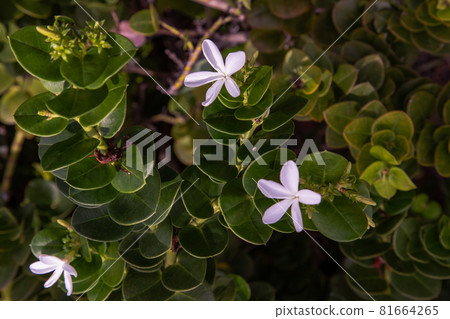 Carissa macrocarpa. white flowers and Green leaves background. 81664265