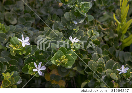 Carissa macrocarpa. white flowers and Green leaves background. Carissa macrocarpa. white flowers and Green leaves background. 81664267