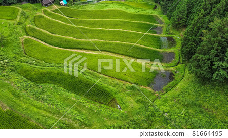 Shogahora Rice Terraces Shogahora Rice Terraces 81664495