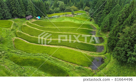 Shogahora Rice Terraces Shogahora Rice Terraces 81664496