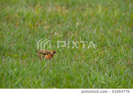 Bronze winged jacana or Metopidius indicus juvenile bird in winter morning water drops or dew on green grass at keoladeo national park or bharatpur bird sanctuary rajasthan india 81664776