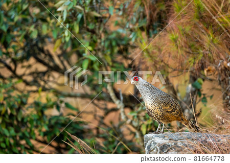 cheer pheasant or Catreus wallichii or Wallich's pheasant bird portrait during winter migration perched on big rock in natural green background in foothills of himalaya at forest of uttarakhand india 81664778