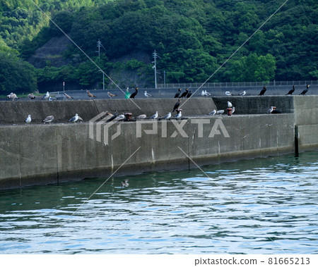 田野浦漁港堤岸上排列著的海鳥 田野浦漁港堤岸上排列著的海鳥 81665213