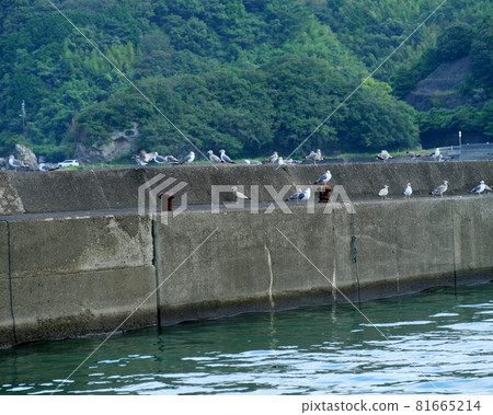 海鷗在路堤上休息 海鷗在路堤上休息 81665214