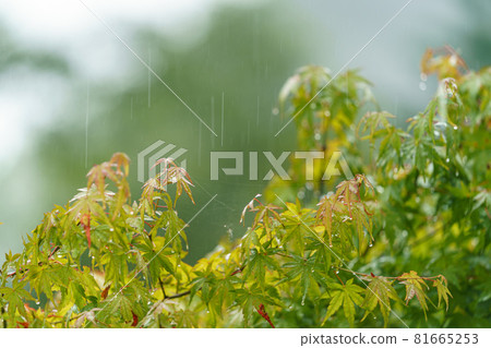Summer rain Summer rain 81665253