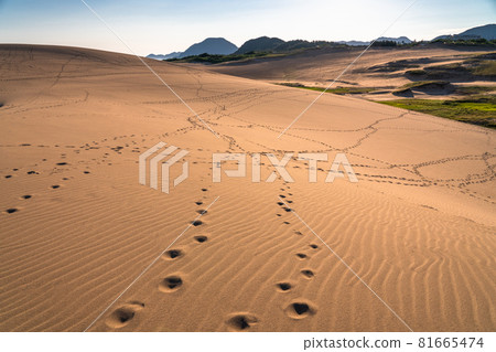 《鳥取縣》鳥取沙丘/風門造型美 81665474