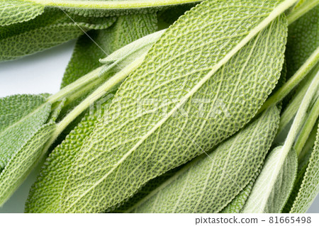 鼠尾草（藥草） 81665498