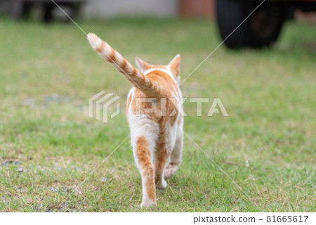 Back view of a cat Brown white cat Back view of a cat Brown white cat 81665617