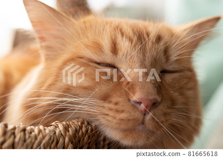 Sleeping cat, tea tabby cat Sleeping cat, tea tabby cat 81665618