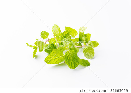 Spearmint 81665629