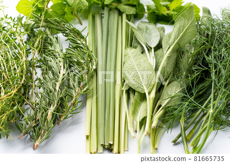 各種草藥 81665735