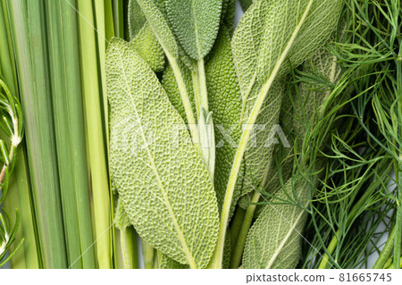 Various herbs 81665745