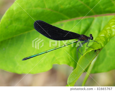 Atrocalopteryx蟬 81665767