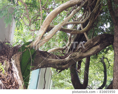 Twisted tree Twisted tree 81665950