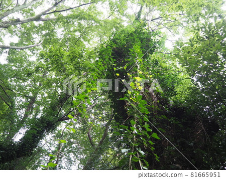 Ivy covered wood Ivy covered wood 81665951