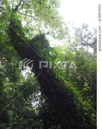 Ivy covered wood Ivy covered wood 81665953