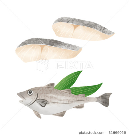 手繪插圖的鱈魚 81666036