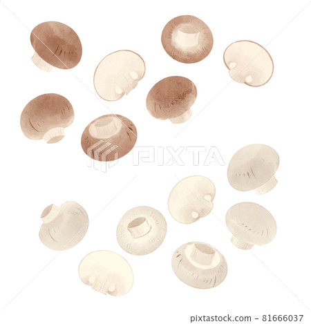 蘑菇的手繪插圖 81666037