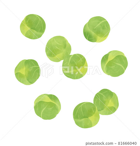 抱子甘藍的手繪插圖 81666040