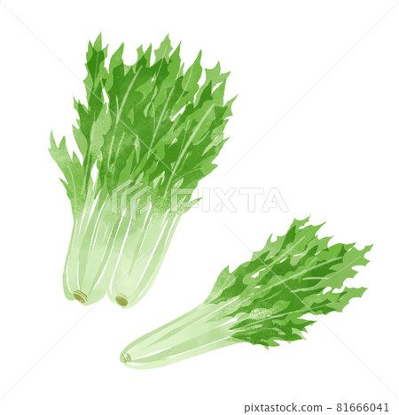 水菜的手繪插圖 81666041