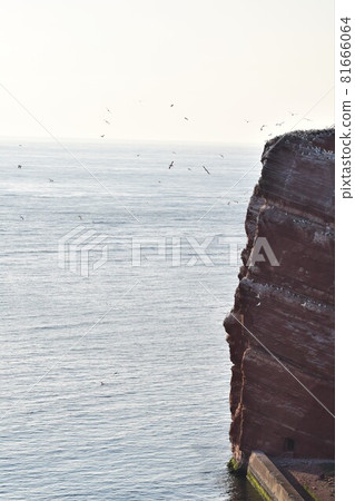 Northern gannet on a rock with the sea in the background 81666064