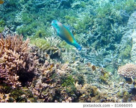 Snorkeling at Barasu Island, Okinawa Snorkeling at Barasu Island, Okinawa 81666095