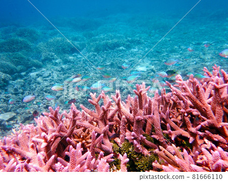 Snorkeling at Barasu Island, Okinawa 81666110