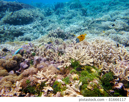 Snorkeling at Barasu Island, Okinawa 81666117