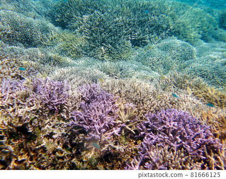 Snorkeling at Barasu Island, Okinawa Snorkeling at Barasu Island, Okinawa 81666125