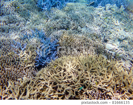 Snorkeling at Barasu Island, Okinawa 81666135