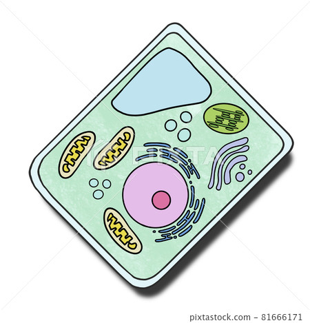 Image illustration of plant cells 81666171