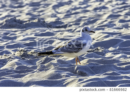 Young black-headed gull (Chroicocephalus ridibundus) in winter plumage on Polish beach 81666982