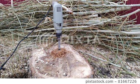 DIY technique for removing old tree stump using electric drill DIY technique for removing old tree stump using electric drill 81667226