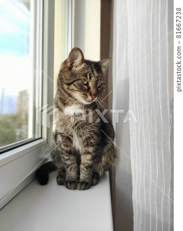 Beautiful grey cat sitting on white window Beautiful grey cat sitting on white window 81667238