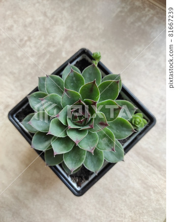 Succulent plant top view, isolated on white background. Echeveria Succulent plant top view, isolated on white background. Echeveria 81667239
