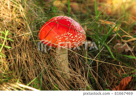 Small fly agaric ( Amanita muscaria ) growing in grass, sun shines in background Small fly agaric ( Amanita muscaria ) growing in grass, sun shines in background 81667469
