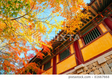 Bulguksa temple with autumn leaves in Gyeongju, Korea Bulguksa temple with autumn leaves in Gyeongju, Korea 81667668