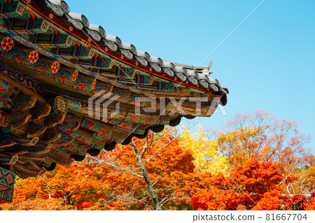 Korean traditional roof eaves with autumn leaves at Bulguksa temple in Gyeongju, Korea Korean traditional roof eaves with autumn leaves at Bulguksa temple in Gyeongju, Korea 81667704