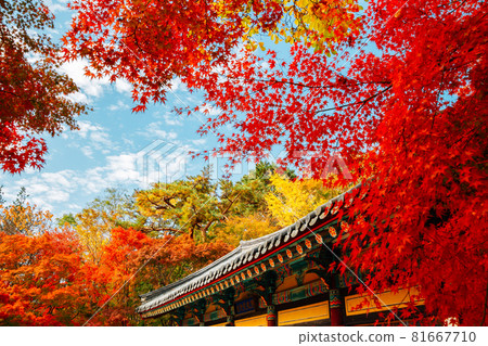 Bulguksa temple with autumn leaves in Gyeongju, Korea Bulguksa temple with autumn leaves in Gyeongju, Korea 81667710