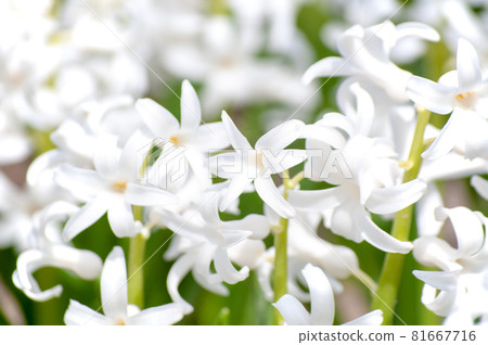 圖標自動對齊背景壁紙 81667716