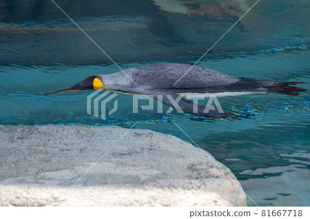 圖標自動對齊背景壁紙 81667718