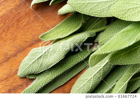 鼠尾草(藥草) 鼠尾草(藥草) 81667724